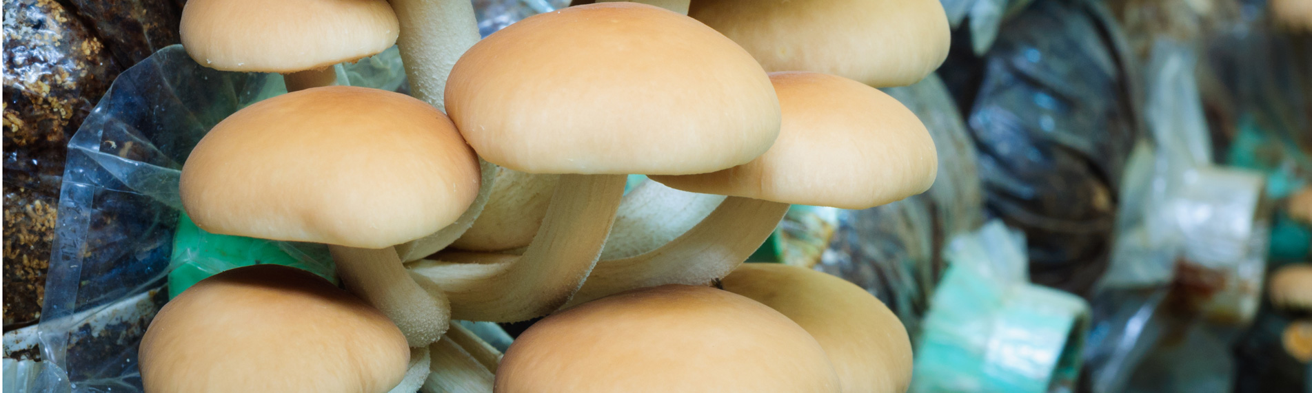Mushroom growing humidification & humidity control